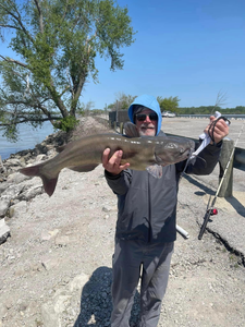 Cat Fishing In Port Clinton 